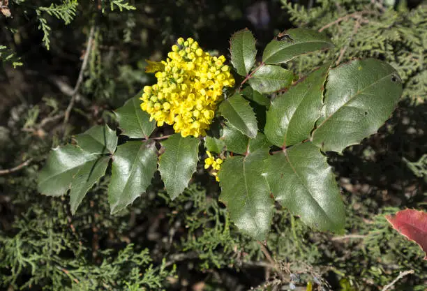 Mahonia aquifolium green leaves and yellow flowers.