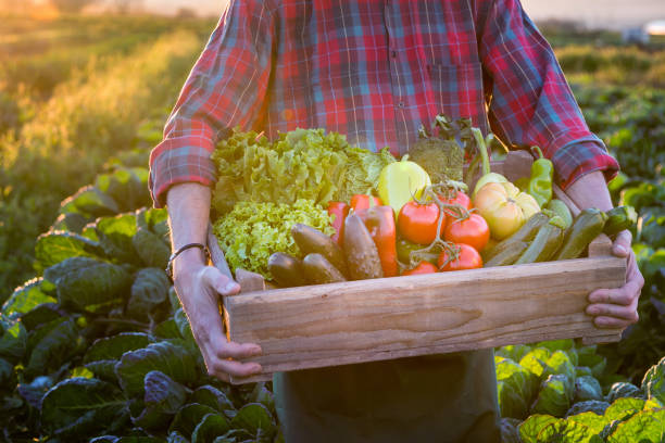 istock Organic Vegetables in Wooden Box 951312570