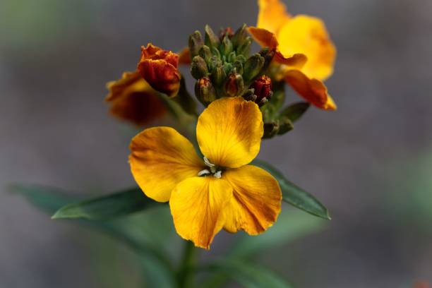 Wallflower (Erysimum cheiri) Macro photo of a wallflower (Erysimum cheiri) cheiranthus cheiri stock pictures, royalty-free photos & images