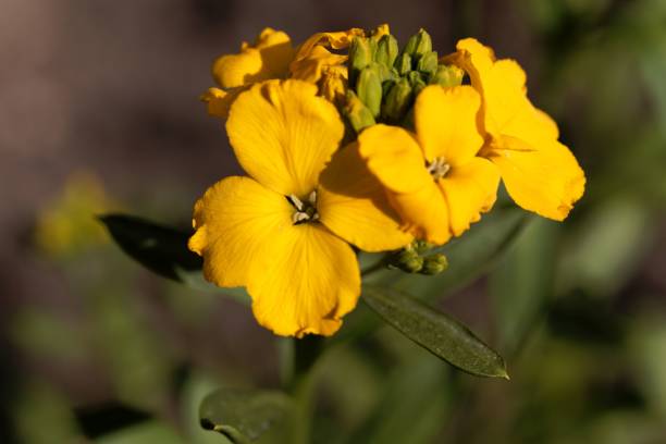 Wallflower (Erysimum cheiri) Macro photo of a wallflower (Erysimum cheiri) cheiranthus cheiri stock pictures, royalty-free photos & images