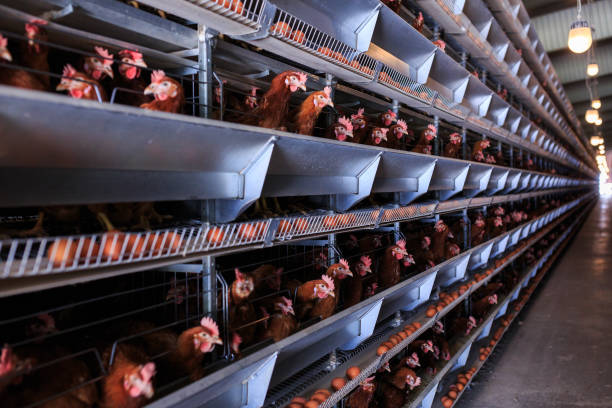 istock Factory Chicken egg production. Red chickens are seated in special cages. Linear perspective. Agribusiness company. 951313250