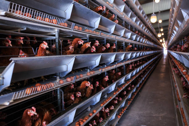 istock Factory Chicken egg production. Red chickens are seated in special cages. Linear perspective. Agribusiness company. 951313258