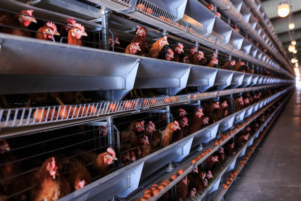 istock Factory Chicken egg production. Red chickens are seated in special cages. Linear perspective. Agribusiness company. 951313284