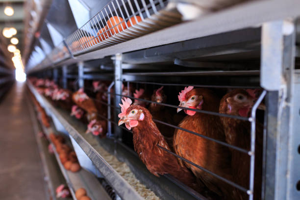 istock Factory Chicken egg production. Red chickens are seated in special cages. Linear perspective. Agribusiness company. 951313354