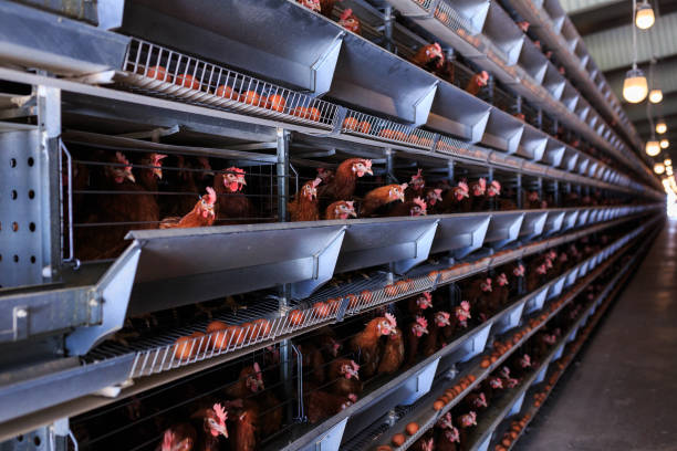 istock Factory Chicken egg production. Red chickens are seated in special cages. Linear perspective. Agribusiness company. 951313360