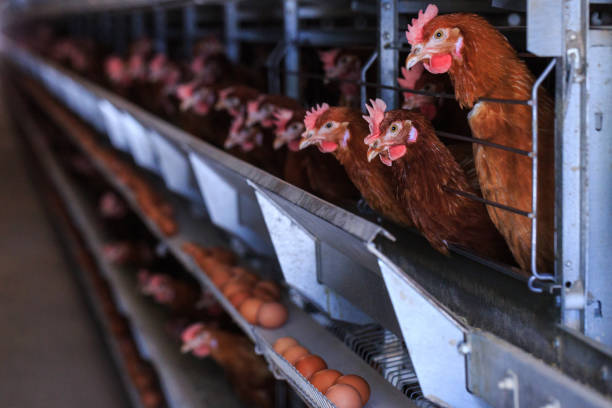 istock Factory Chicken egg production. Red chickens are seated in special cages. Linear perspective. Agribusiness company. 951313362