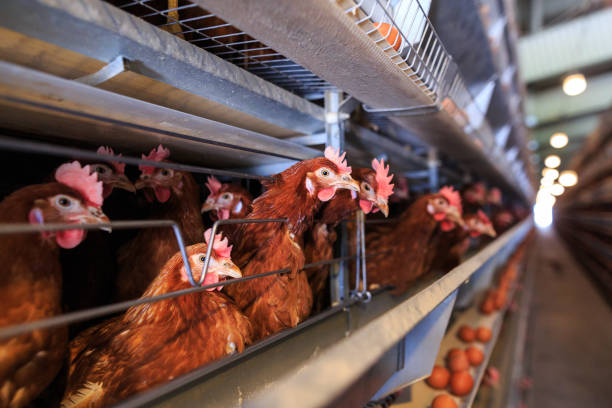 istock Factory Chicken egg production. Red chickens are seated in special cages. Linear perspective. Agribusiness company. 951313380