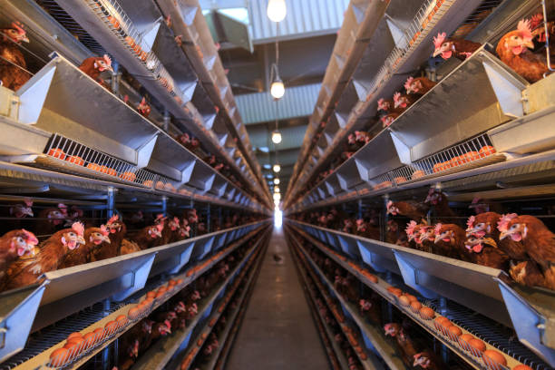 istock Factory Chicken egg production. Red chickens are seated in special cages. Linear perspective. Agribusiness company. 951313382