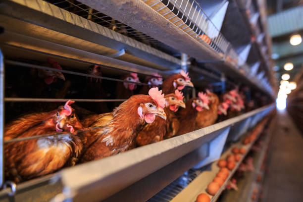 istock Factory Chicken egg production. Red chickens are seated in special cages. Linear perspective. Agribusiness company. 951313384