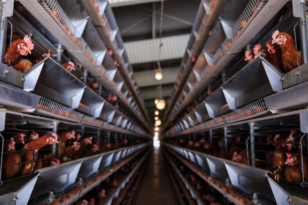 istock Factory Chicken egg production. Red chickens are seated in special cages. Linear perspective. Agribusiness company. 951313400
