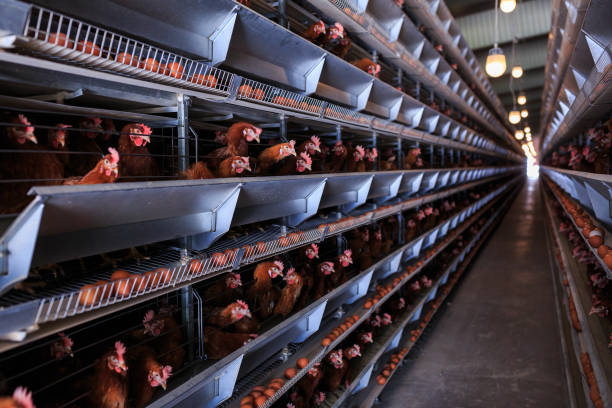 Factory Chicken egg production. Red chickens are seated in special cages. Linear perspective. Agribusiness company.