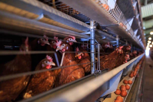 istock Factory Chicken egg production. Red chickens are seated in special cages. Linear perspective. Agribusiness company. 951313410