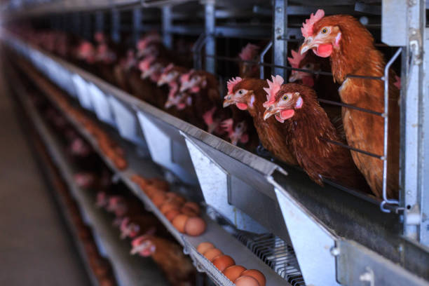 istock Factory Chicken egg production. Red chickens are seated in special cages. Linear perspective. Agribusiness company. 951313420