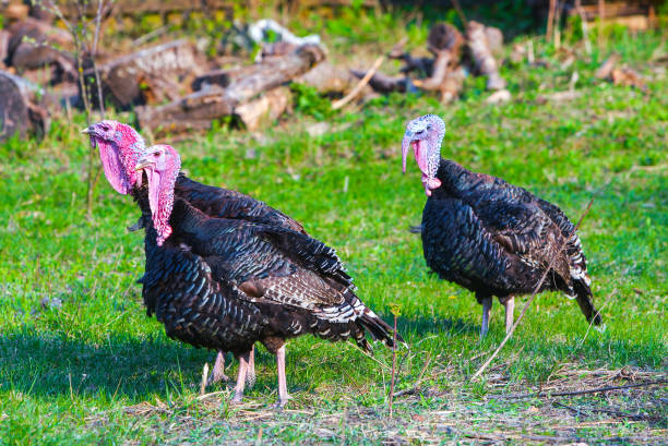 istock Three black turkey grazing in a green grass field pasturage on the backyard. Springtime. Concept theme: Agriculture. Nature. Climate. Ecology. Natural organic food. Farming. 951313504