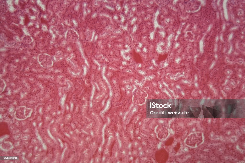 Epitelio cúbico de un ratón bajo el microscopio - Foto de stock de Biopsia libre de derechos