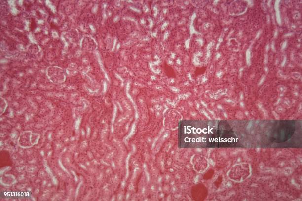 Epitelio Cúbico De Un Ratón Bajo El Microscopio Foto de stock y más banco de imágenes de Biopsia - Biopsia, Músculo, Alemania