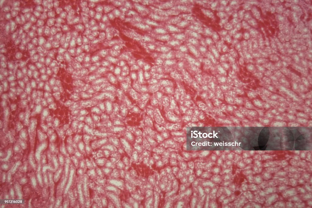 Epitelio cúbico de un ratón bajo el microscopio - Foto de stock de Epitelio libre de derechos