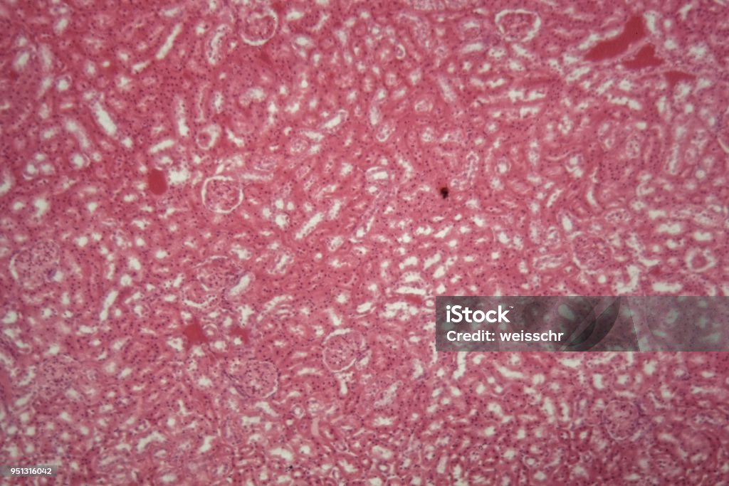 Epitelio cúbico de un ratón bajo el microscopio - Foto de stock de Alemania libre de derechos