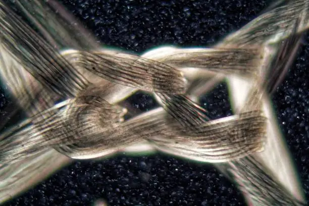 A knot of nylon fibers under the microscope and in polarized light.