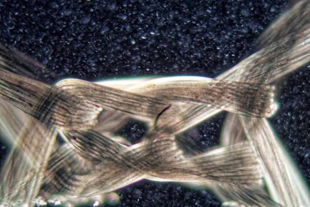 istock Nylon fibers under the microscope and in polarized light 951316200