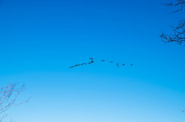 istock Canada Geese coming in for a landing 951321728