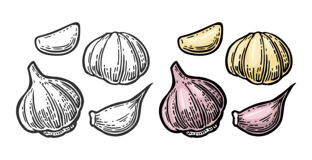 stockillustraties, clipart, cartoons en iconen met knoflook met plakjes geïsoleerd op een witte achtergrond. vector vintage gravure illustratie voor menu-, web- en label - knoflook