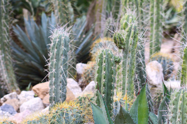 istock Cactus in a botanical garden. 951326486