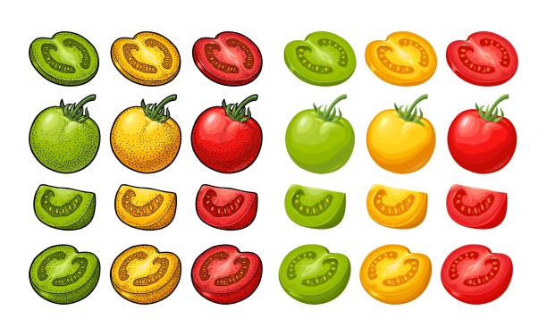 istock Set of hand drawn tomatoes. Branch, whole and slice. 951326530