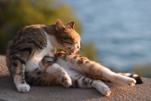 Cute cat grooming himself outdoors