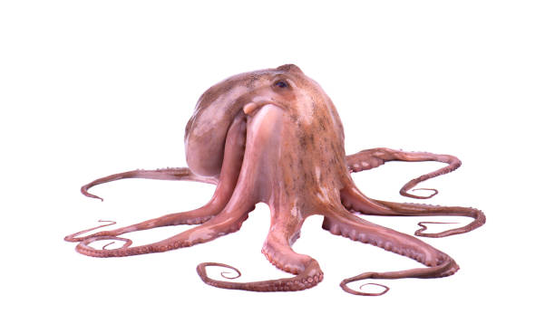 istock Fresh octopus isolated on white background. Fresh octopus tentacles isolated. 951335058