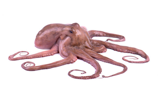 istock Fresh octopus isolated on white background. Fresh octopus tentacles isolated. 951335142