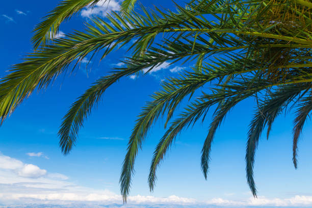 a palms leaves on the blue sky background