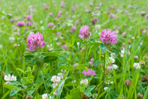 Above flat lay background of a bunch of green clover meadow. Vertical image