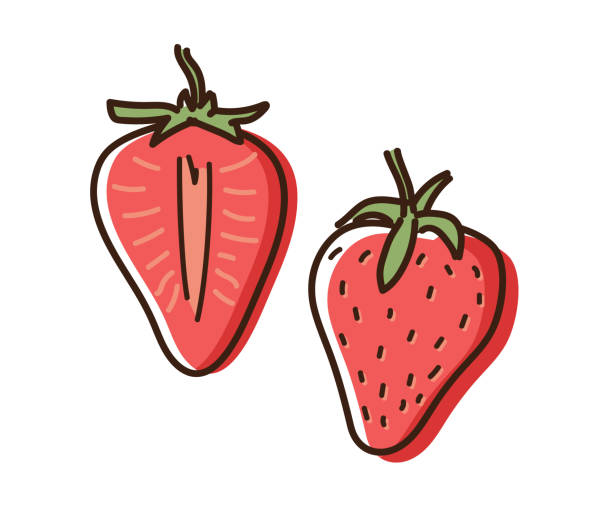 ilustrações de stock, clip art, desenhos animados e ícones de strawberry outline illustration with watercolor effect. vector doodle sketch hand drawn fruit illustration - morango