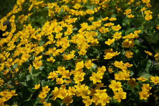 istock Flowering plants spotted and photographed 951352472