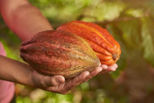 istock Colorful fresh cacao pods 951354694