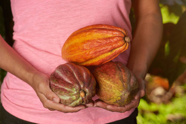 istock Three cacao pods in farmer hand 951354712