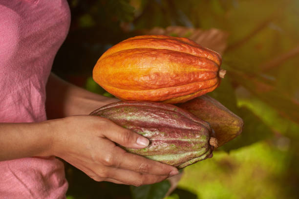 istock Cacao harvest season 951354714