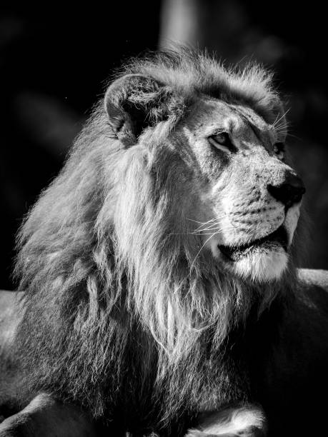 istock Black and White African Lion 951355528