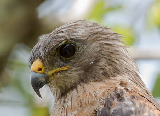 istock Close up of a red shouldered hawk 951355640
