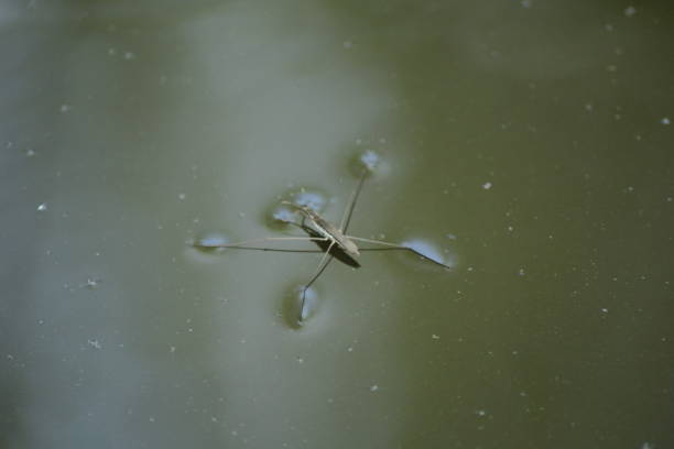 wassermann-paludum auf dem wasser - paludum stock-fotos und bilder