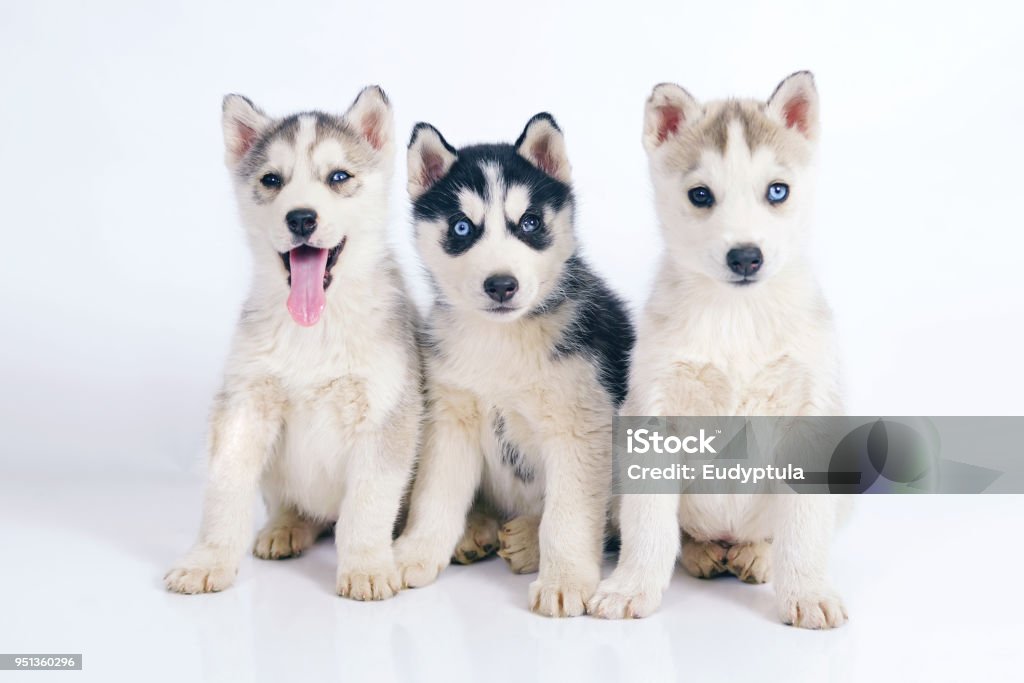 Three adorable Siberian Husky puppies sitting and posing together indoors on a white background Siberian Husky Stock Photo