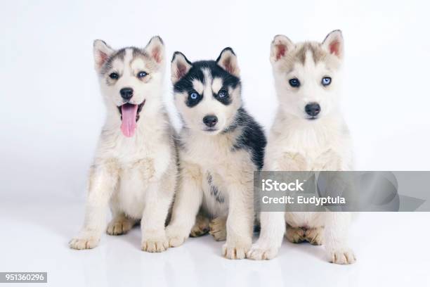 Three Adorable Siberian Husky Puppies Sitting And Posing Together Indoors On A White Background Stock Photo - Download Image Now