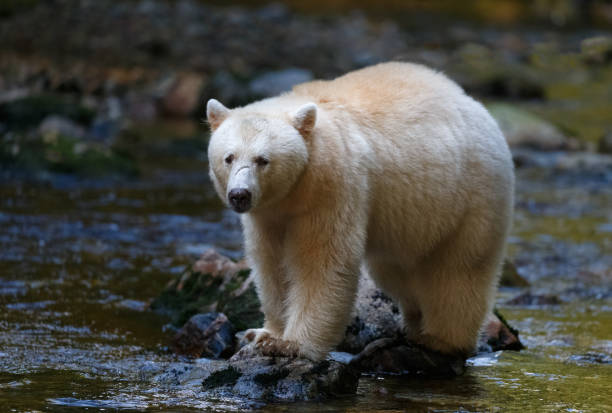 istock Kermode (Spirit) Bear hunting for salmon in Canada's Great Bear Rainforest 951360320