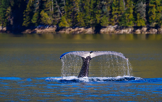 Humpback Whale Diving along ther British Columbia Coast\nMegaptera novaeangliae\nGreat Bear Rainforest\nBritish Columbia, Canada