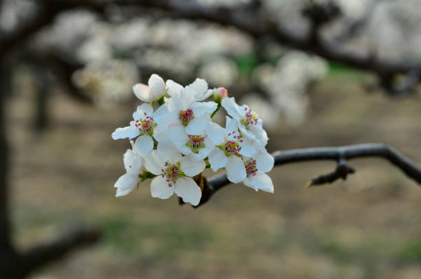 istock Pear flower in full bloom in spring 951363400