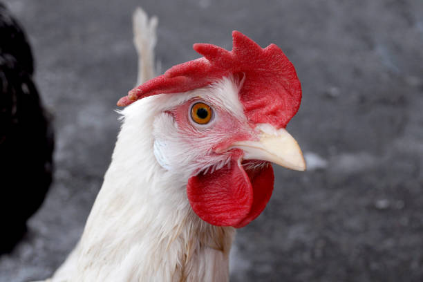 istock Portrait of white layer hen 951363748