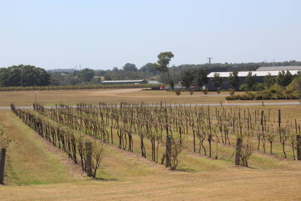 istock Vine yards at Hunter valley NSW 951368292