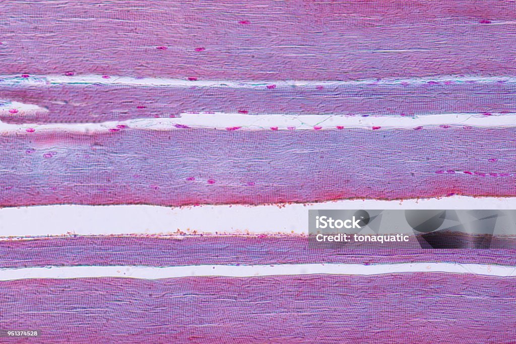 Músculo esquelético humano vista de microscopio para la histología de la educación. - Foto de stock de Célula libre de derechos