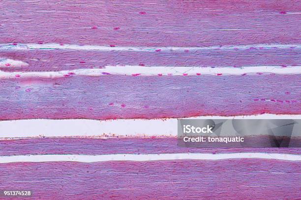 Músculo Esquelético Humano Vista De Microscopio Para La Histología De La Educación Foto de stock y más banco de imágenes de Célula